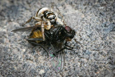 High angle view of fly