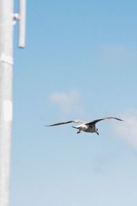 Low angle view of bird flying against clear sky