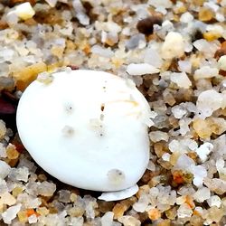 Close-up of seashell on pebbles