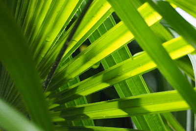 Full frame shot of palm leaves