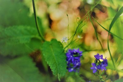 Close-up of purple flowering plant