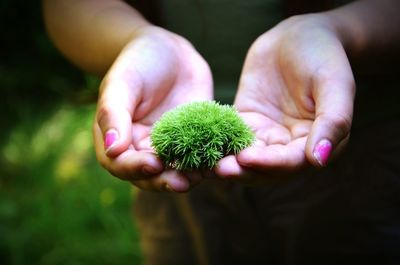 Close-up of hand holding plant