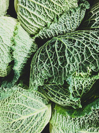 Savoy cabbage green background