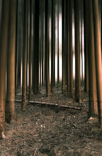 View of trees in forest