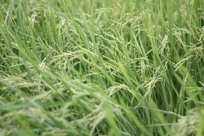 Full frame shot of corn field