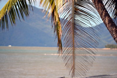 Palm tree on beach against sky