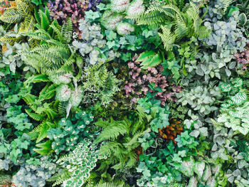 High angle view of plants growing on field