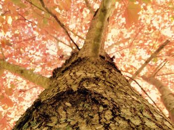 Low angle view of tree against sky