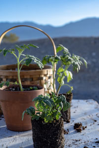 Close-up of potted plant