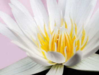 Close-up of white flower