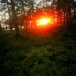 Trees in forest during sunset