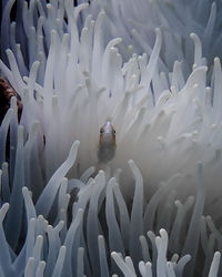 Close-up of fish swimming in sea