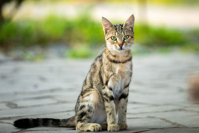 Portrait of cat sitting outdoors
