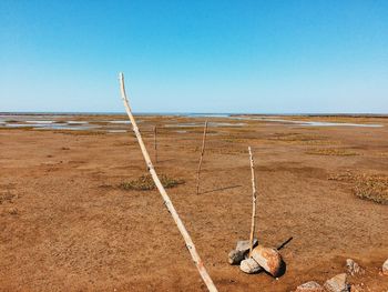 View of crab on sand land against clear blue sky