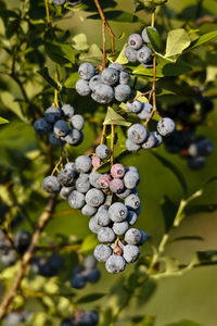 Close-up of berries growing on plant
