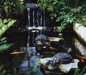 Close-up of turtle in water