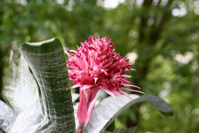 Close-up of pink bromeliad blooming outdoors