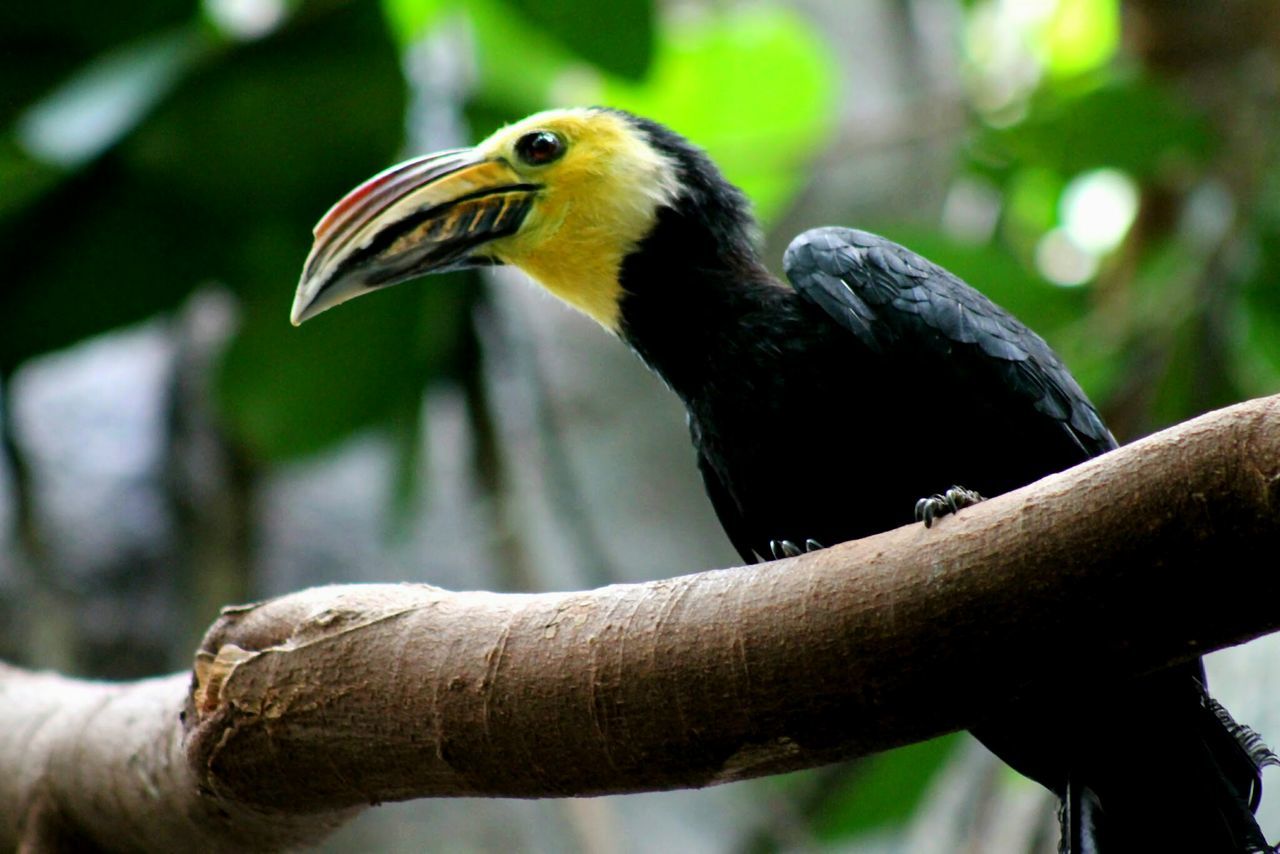 animal themes, bird, animals in the wild, wildlife, one animal, focus on foreground, close-up, beak, perching, nature, outdoors, side view, day, avian, full length, branch, animal head, zoology, no people, two animals