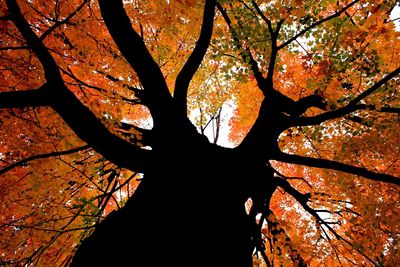 Low angle view of tree