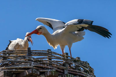 Two white storks, scientific name ciconia ciconia, with a red beak and red legs 