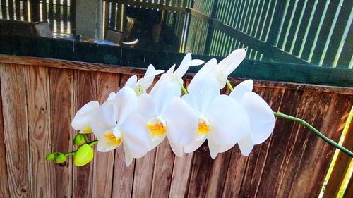 High angle view of white flowers blooming outdoors