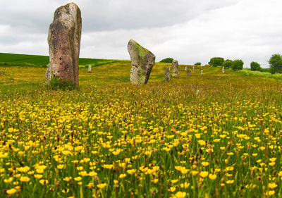 View of oilseed rape field against cloudy sky