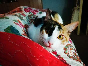 Close-up portrait of cat on bed at home