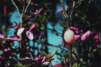 Close-up of cherry hanging on tree