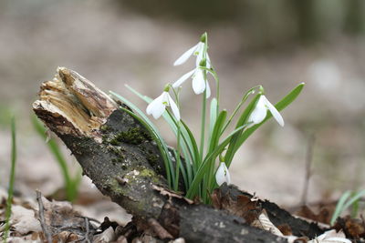 Close-up of plant on field