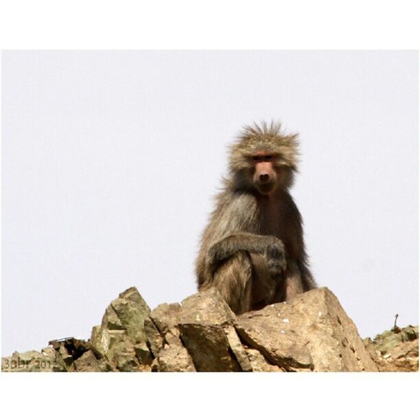 animal themes, one animal, monkey, wildlife, animals in the wild, sitting, mammal, clear sky, rock - object, primate, copy space, full length, portrait, looking away, relaxation, nature, young animal, front view, two animals