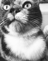Close-up portrait of cat