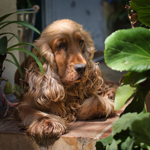 Close-up of dog