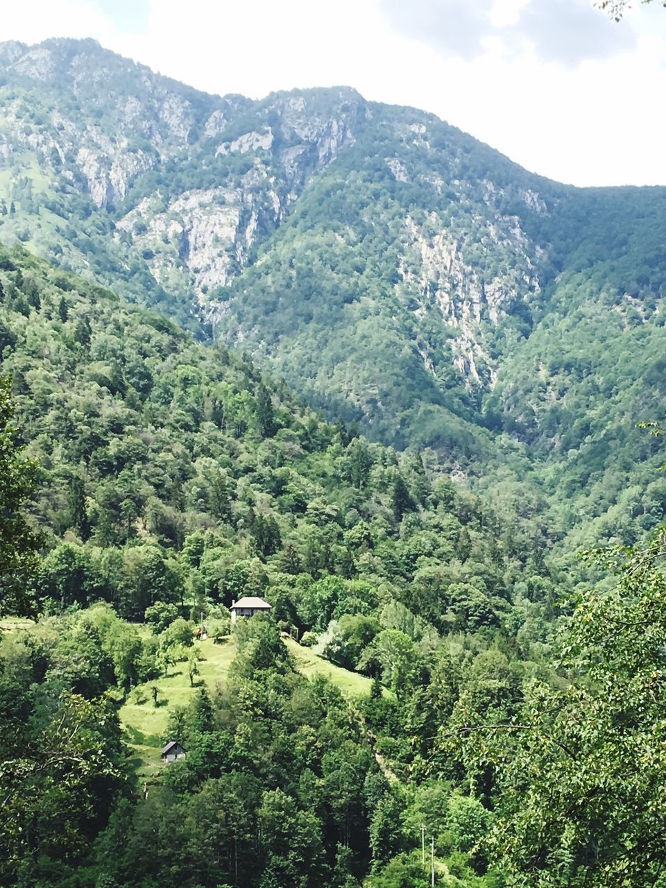 mountain, tree, beauty in nature, scenics - nature, plant, green color, tranquil scene, tranquility, growth, nature, environment, forest, no people, foliage, lush foliage, landscape, day, land, non-urban scene, idyllic, outdoors, high