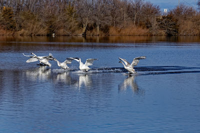 Birds flying over lake