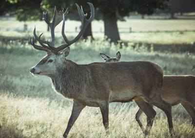 Deer standing in a field