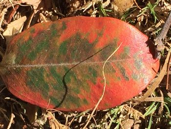 Close-up of red leaves on field