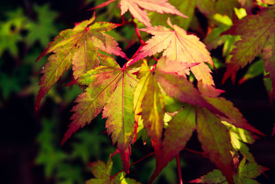 Close-up of maple leaves on tree