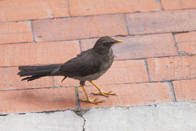 Close-up of bird perching on wall