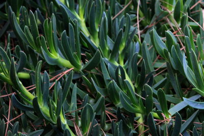 Close-up of plants growing on field