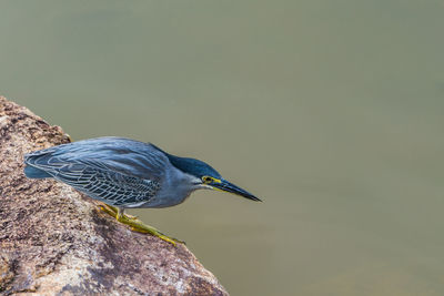 Close-up of bird perching on rock