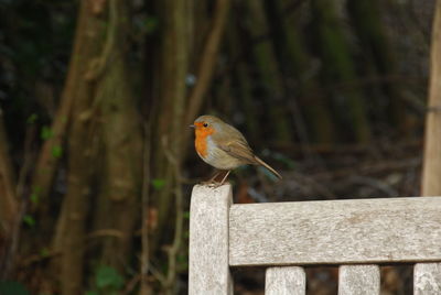View of small brown bird on wooden fence