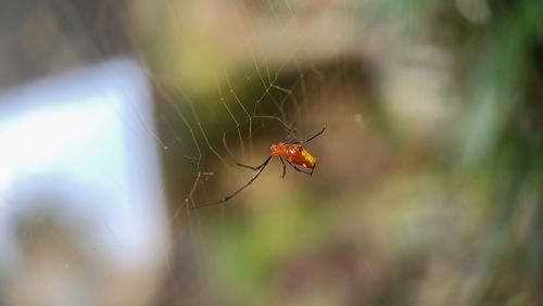 Close-up of spider on web, golden ball spider web