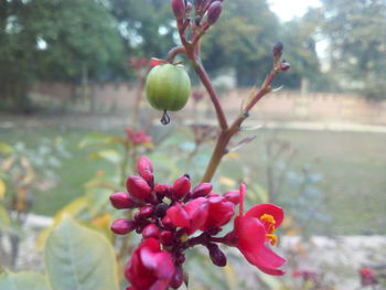 Close-up of red berries growing on tree