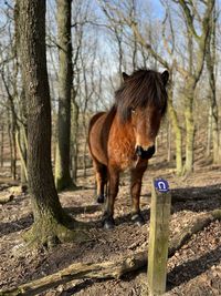 Horse standing on field