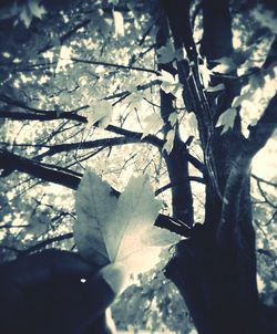 Close-up of leaves on tree