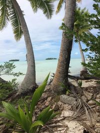 Scenic view of palm tree by sea against sky