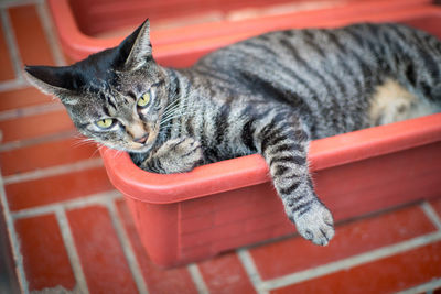 Cat looking away