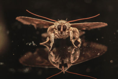 Close-up of spider