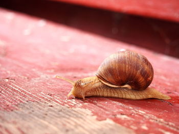 Close-up of snail