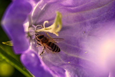Close-up of bee pollinating on purple flower